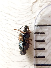 Anthocoris nemoralis