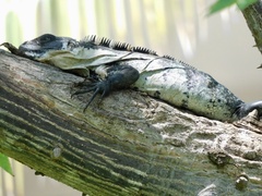 Ctenosaura pectinata