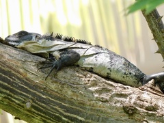 Ctenosaura pectinata