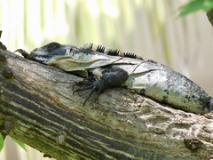 Ctenosaura pectinata