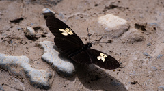 Eueides heliconioides