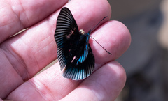 Lyropteryx apollonia