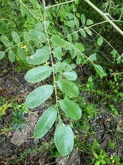 Amorpha paniculata