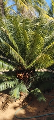 Cycas circinalis