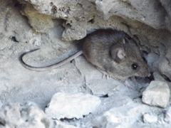 Peromyscus levipes