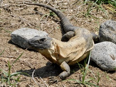 Ctenosaura pectinata