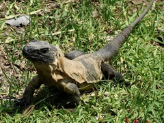 Ctenosaura pectinata