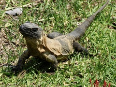 Ctenosaura pectinata