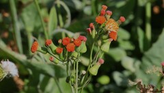 Emilia coccinea