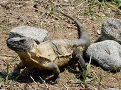 Ctenosaura pectinata