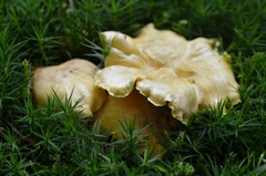 Cantharellus amethysteus