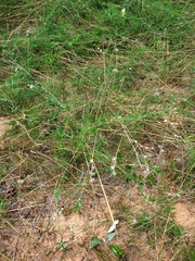 Pediomelum digitatum