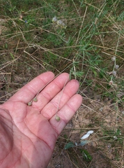 Pediomelum digitatum