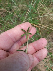 Pediomelum digitatum