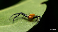 Thomisidae