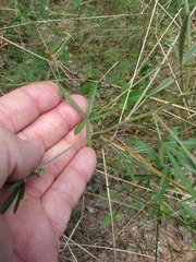 Pediomelum digitatum