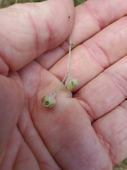 Pediomelum digitatum