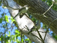 Polioptila caerulea caerulea