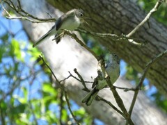 Polioptila caerulea caerulea