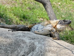 Ctenosaura pectinata