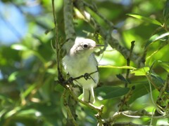 Polioptila caerulea caerulea
