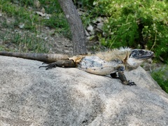 Ctenosaura pectinata