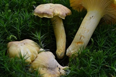 Cantharellus amethysteus