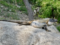 Ctenosaura pectinata