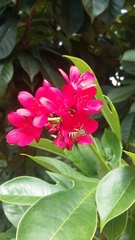 Apis florea