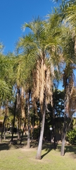 Syagrus oleracea