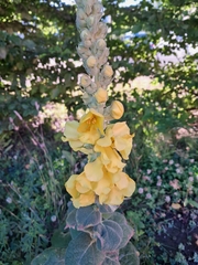 Verbascum densiflorum