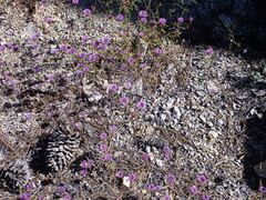 Monardella breweri lanceolata