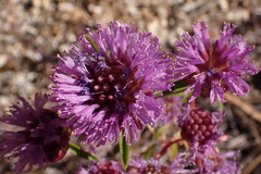 Monardella breweri lanceolata