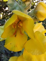 Verbascum densiflorum