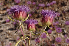 Monardella breweri lanceolata