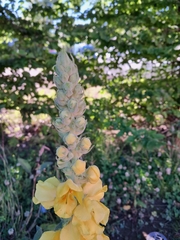 Verbascum densiflorum
