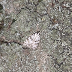 Scoparia pyralella