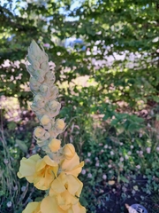 Verbascum densiflorum