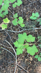 Ribes viscosissimum