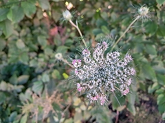 Daucus carota