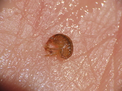 Ischyrocerus anguipes