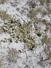 Potentilla newberryi