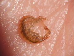 Ischyrocerus anguipes