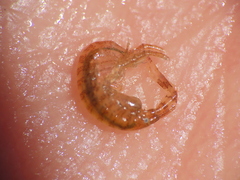 Ischyrocerus anguipes