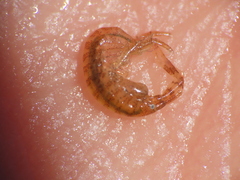 Ischyrocerus anguipes