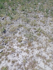 Potentilla newberryi