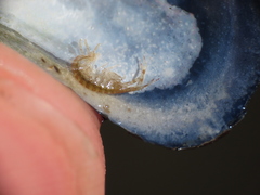 Ischyrocerus anguipes