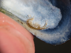 Ischyrocerus anguipes