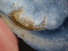 Ischyrocerus anguipes