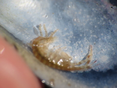 Ischyrocerus anguipes